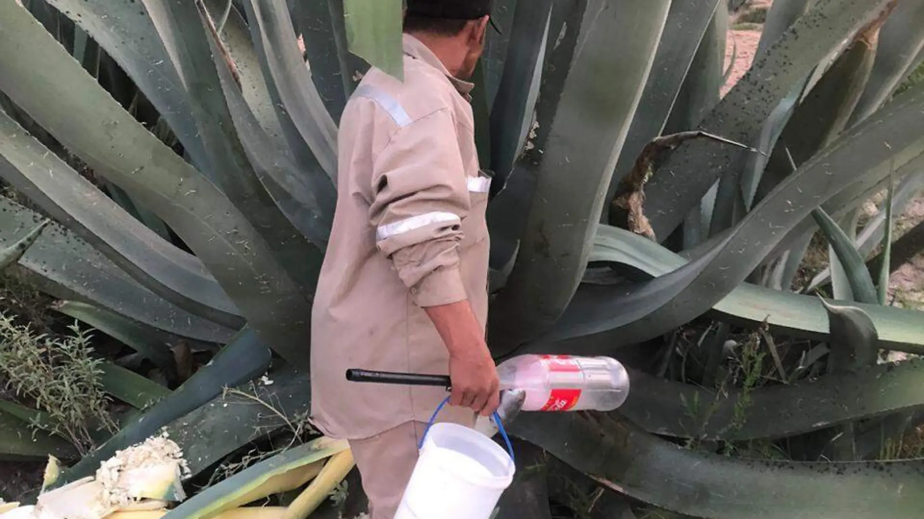 pulque (4)